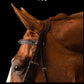 Fancy Stitched Padded Snaffle Bridle