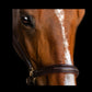 Fairhaven Fancy Stitched Leather Halter